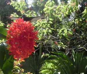 Kolibri Garten Jamaikatour