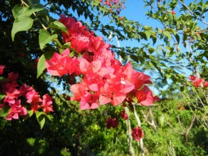 just natural restaurant in negril jamaikatour2