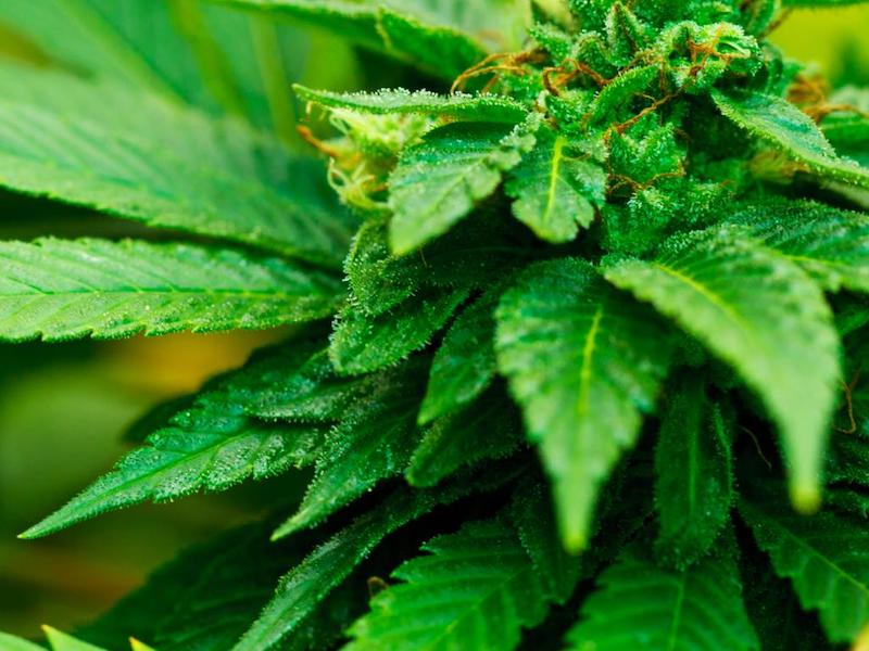 Cannabis in Jamaika