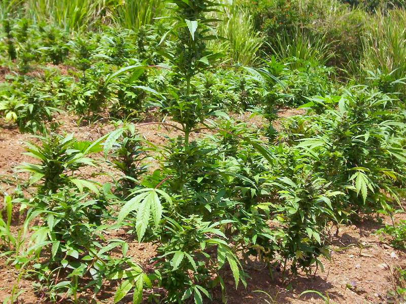 Cannabis in Jamaika