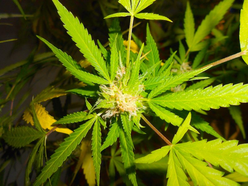 Marijuana in Jamaika