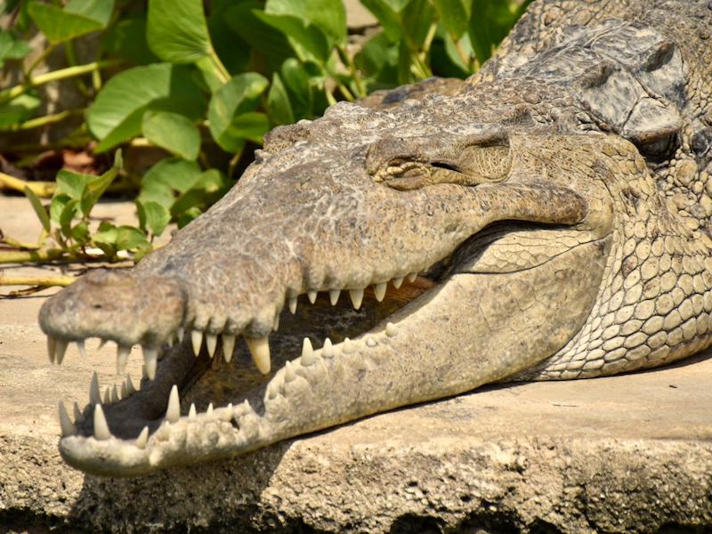 Bild Jamaika Sehenswürdigkeiten auf Jamaika Krokodilsafari