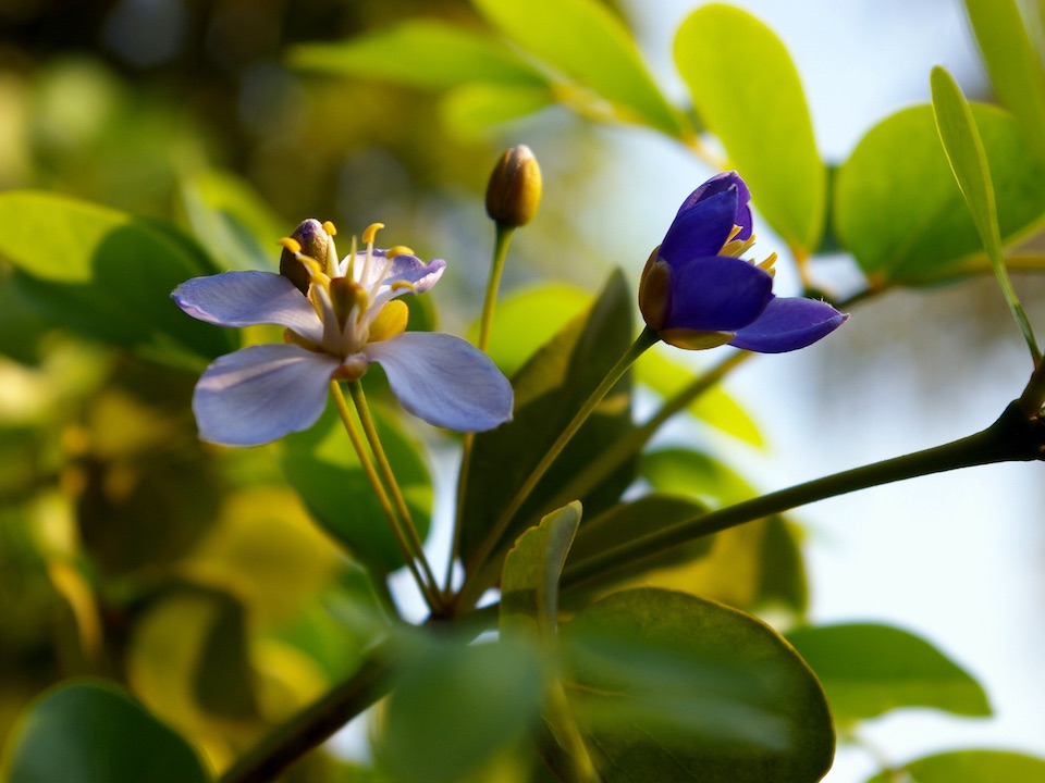 Flora Jamaika