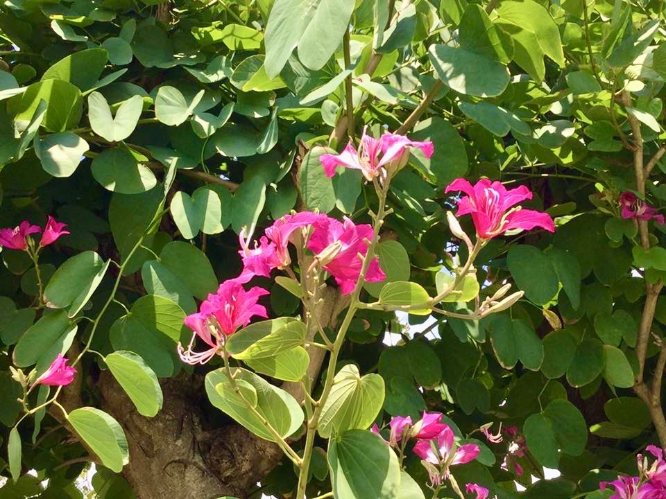 Flora Jamaika