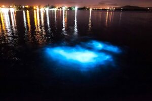 Luminous Lagoon, Jamaica