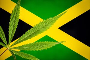Jamaika Cannabis Touren mit Experten
