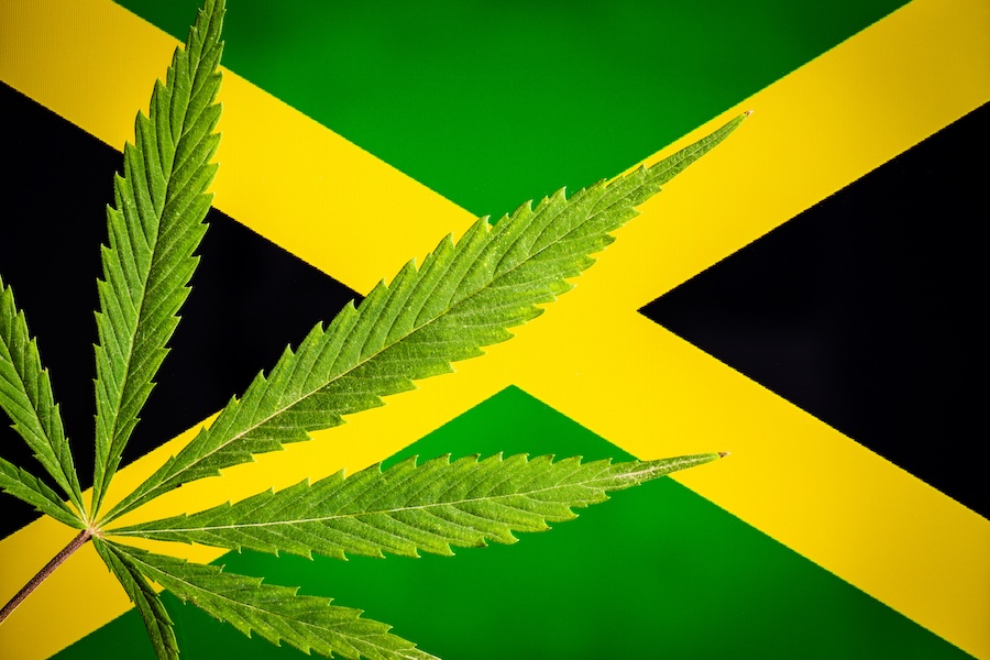 Jamaika Cannabis Touren mit Experten