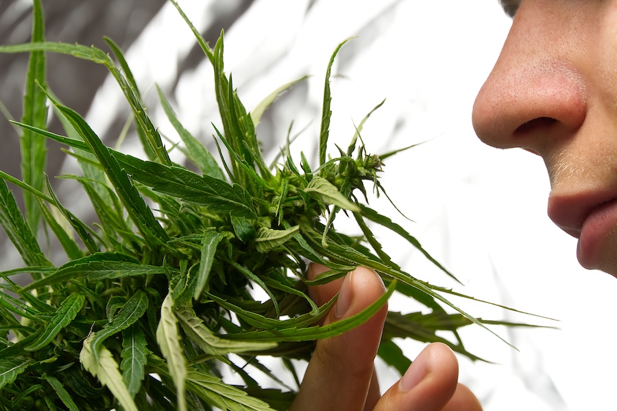 Die größte Cannabis-Farm auf Jamaika
